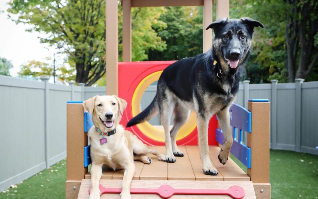 dogs in playground