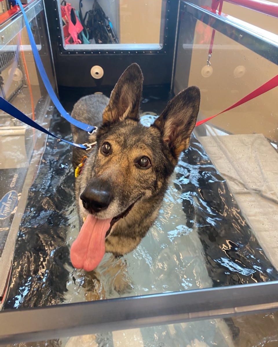 dog inside underwater treadmill