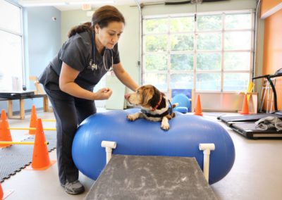 dog walking on exercise balls for physical therapy