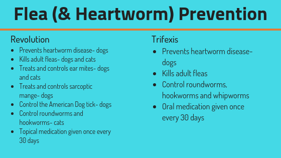 flea & heartworm prevention