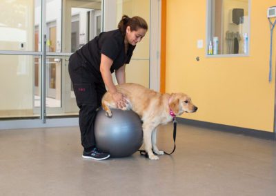 dog physical therapy on exercise ball