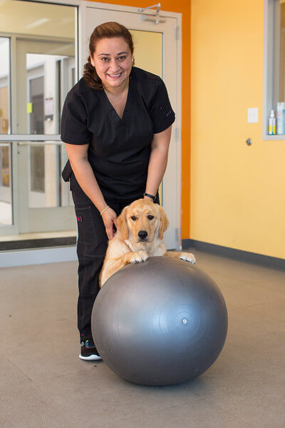 vvch dog on exercise ball physical therapy