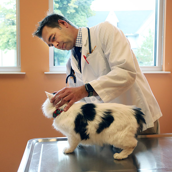 doctor examining feline patient